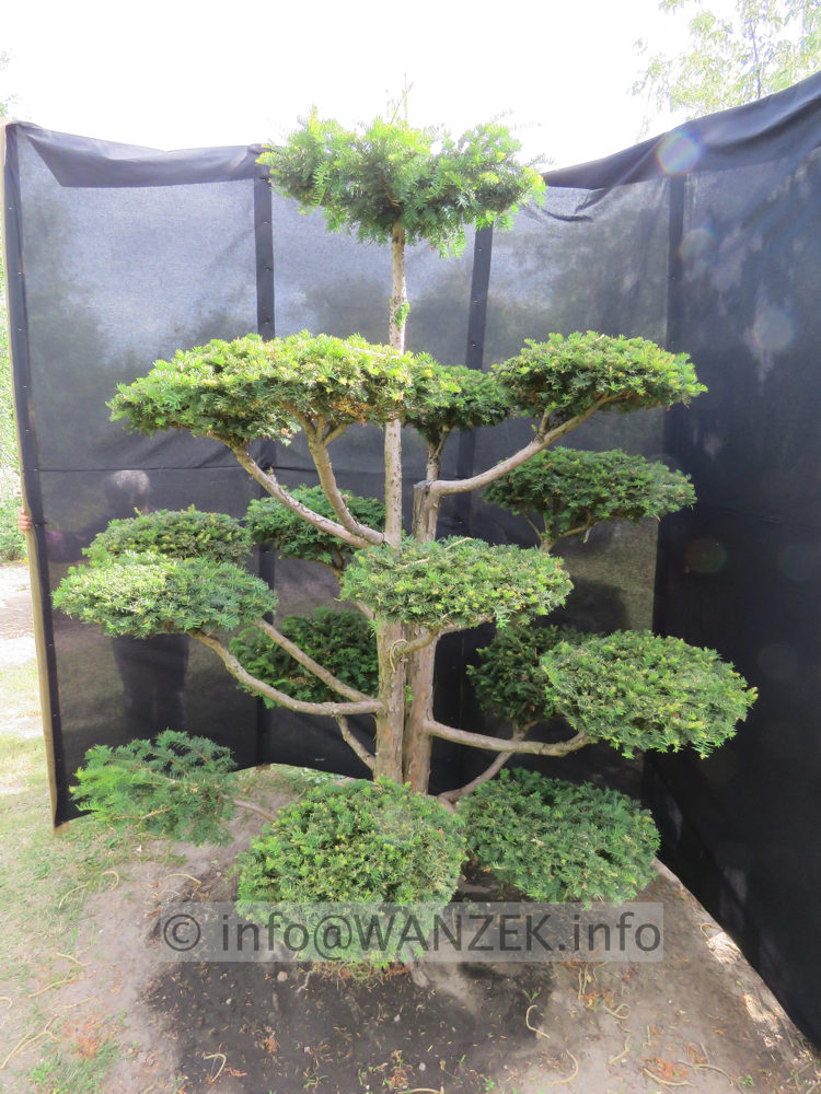 Taxus baccata Dovastoniana Bonsai 07.JPG
